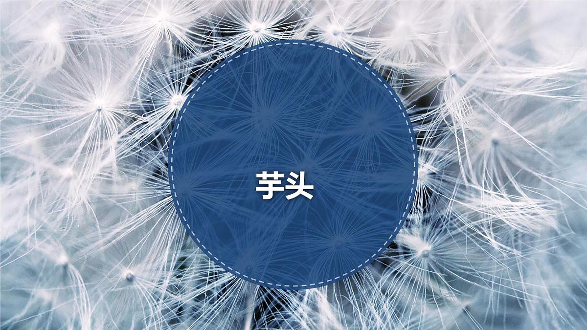 学前教育大班《芋头》课件第1页