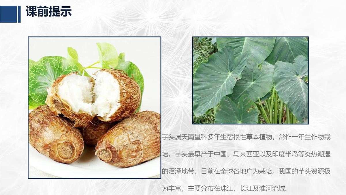 学前教育大班《芋头》课件第3页