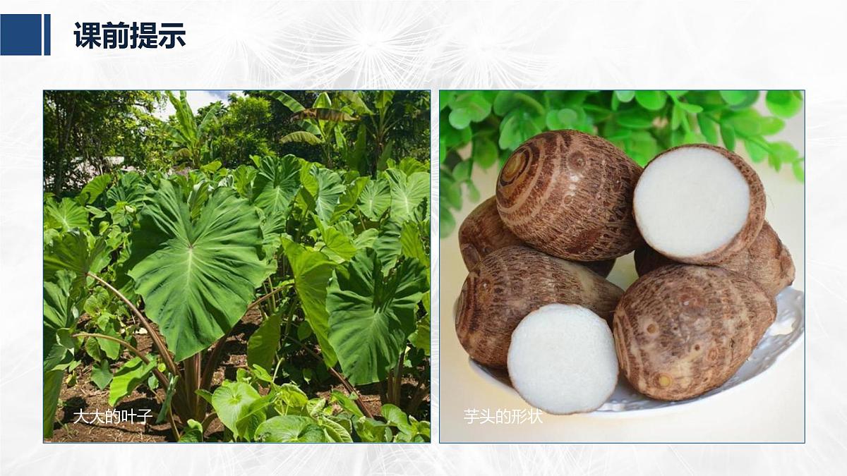 学前教育大班《芋头》课件第4页