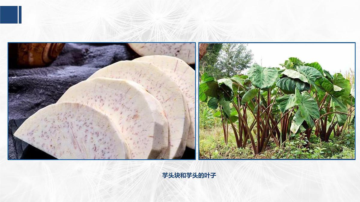 学前教育大班《芋头》课件第6页