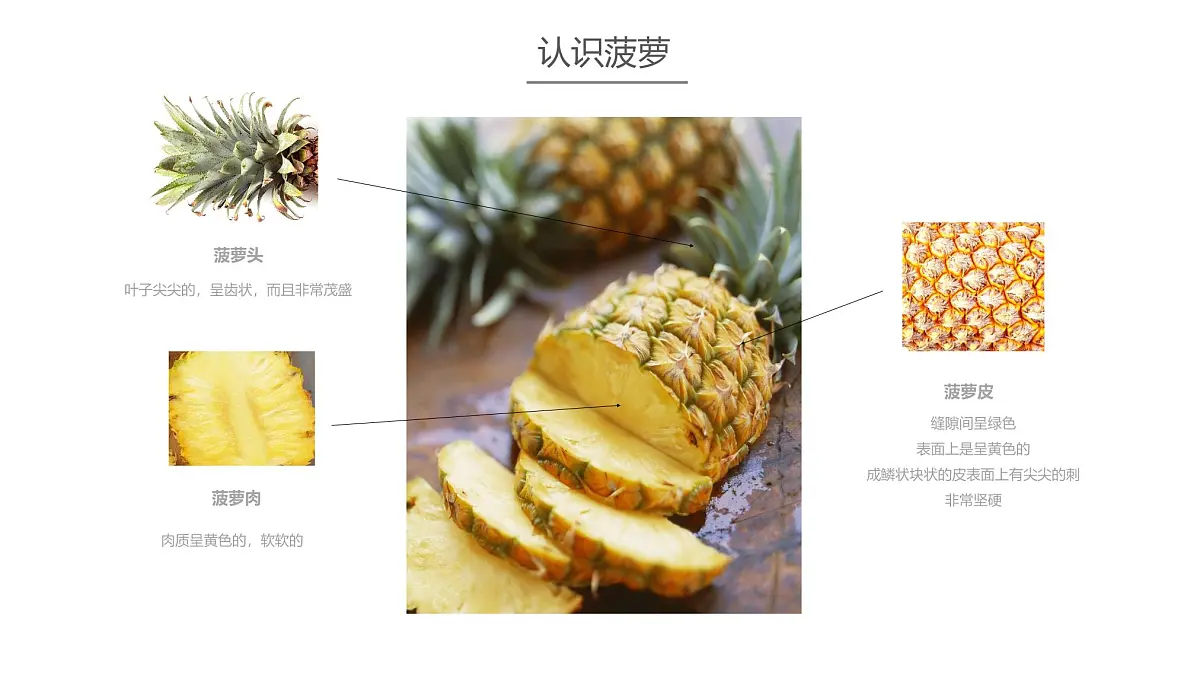 学前教育大班《菠萝》课件第4页