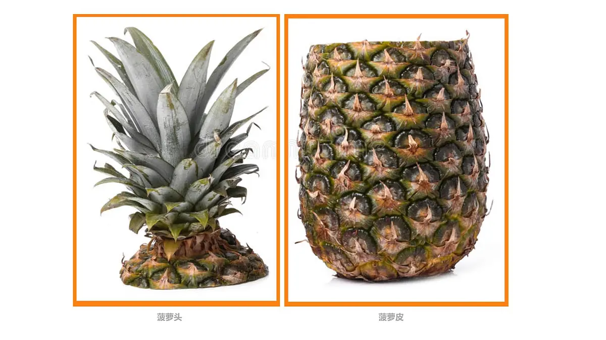 学前教育大班《菠萝》课件第5页