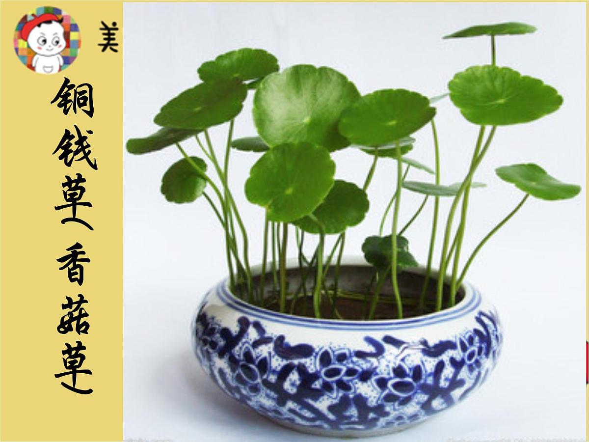 学前教育大班《铜钱草》课件第1页