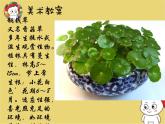 學(xué)前教育大班《銅錢草》課件