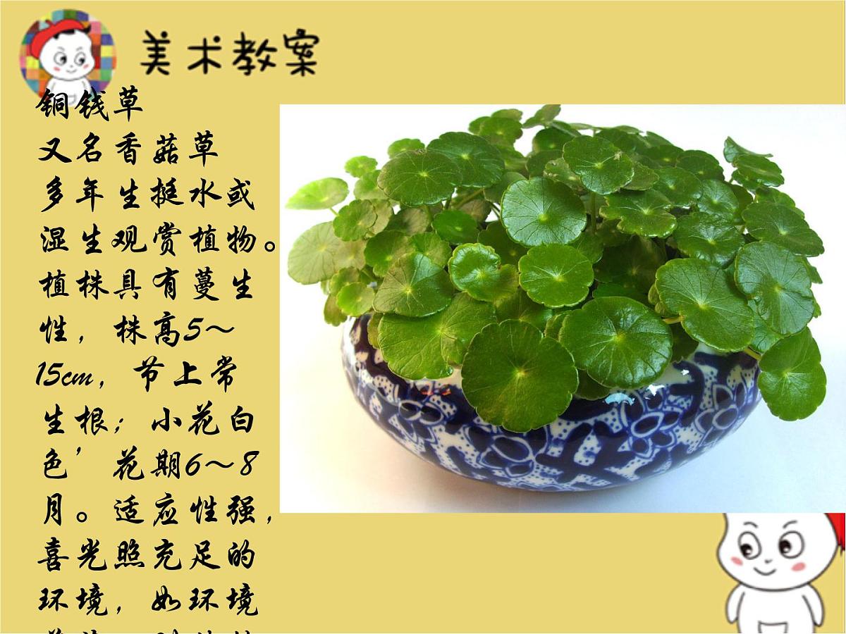 学前教育大班《铜钱草》课件第2页