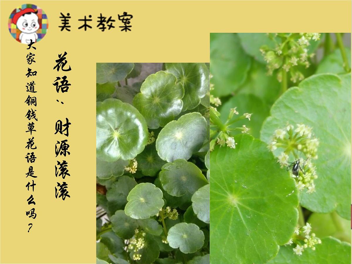 学前教育大班《铜钱草》课件第4页