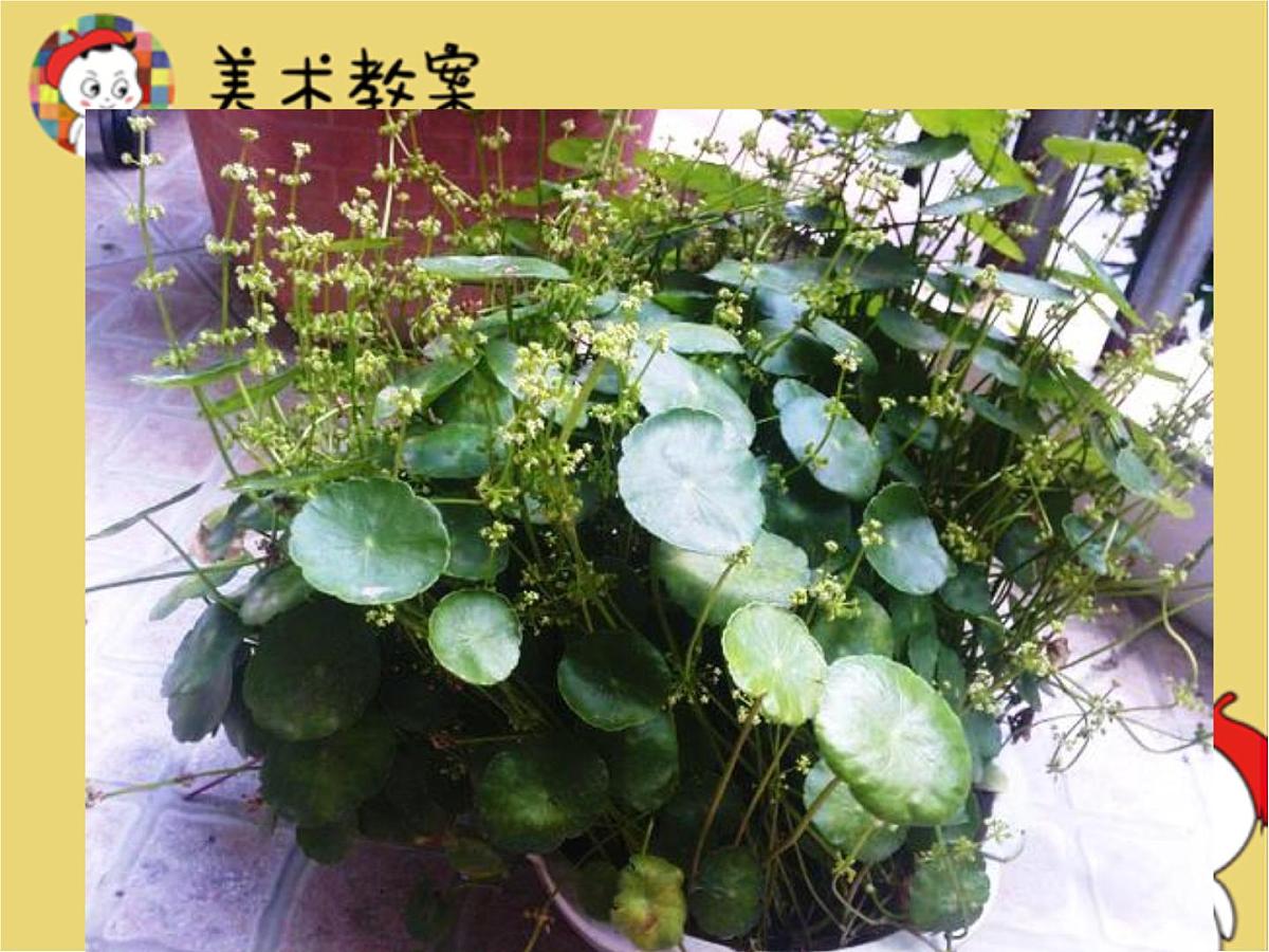 学前教育大班《铜钱草》课件第5页