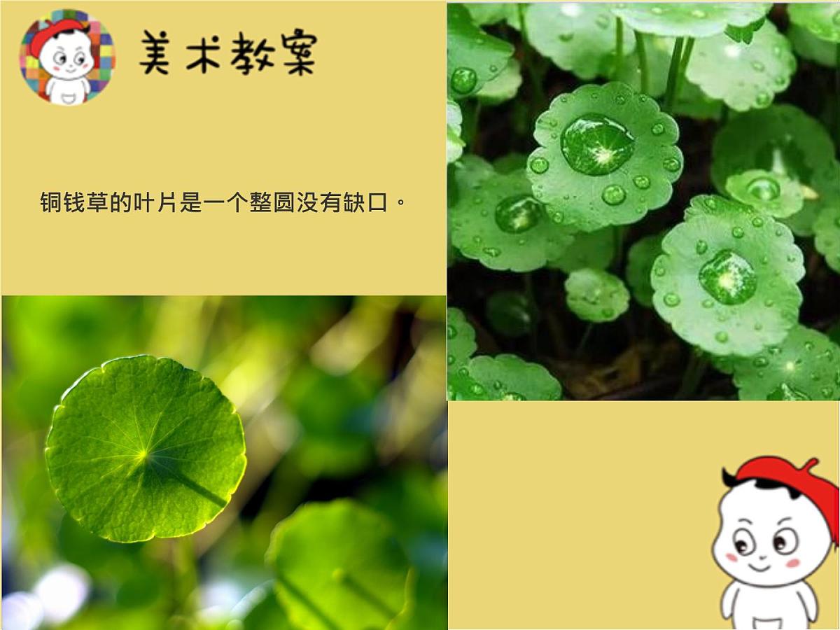 学前教育大班《铜钱草》课件第6页