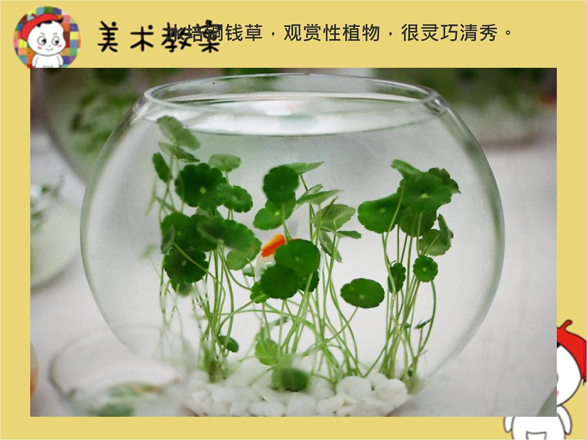 学前教育大班《铜钱草》课件第7页
