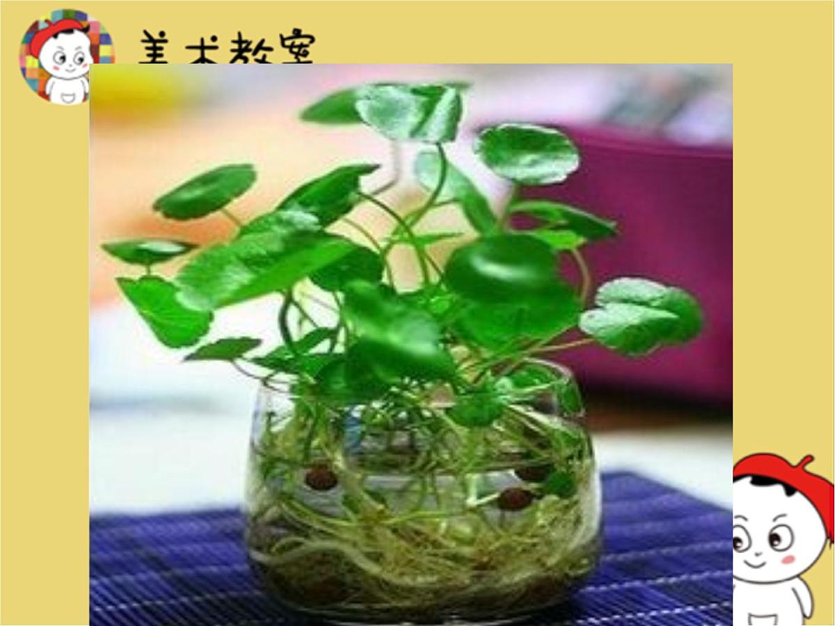 学前教育大班《铜钱草》课件第8页
