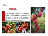 學(xué)前教育大班《荔枝熟了》課件