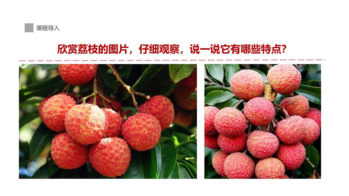 学前教育大班《荔枝熟了》课件第6页