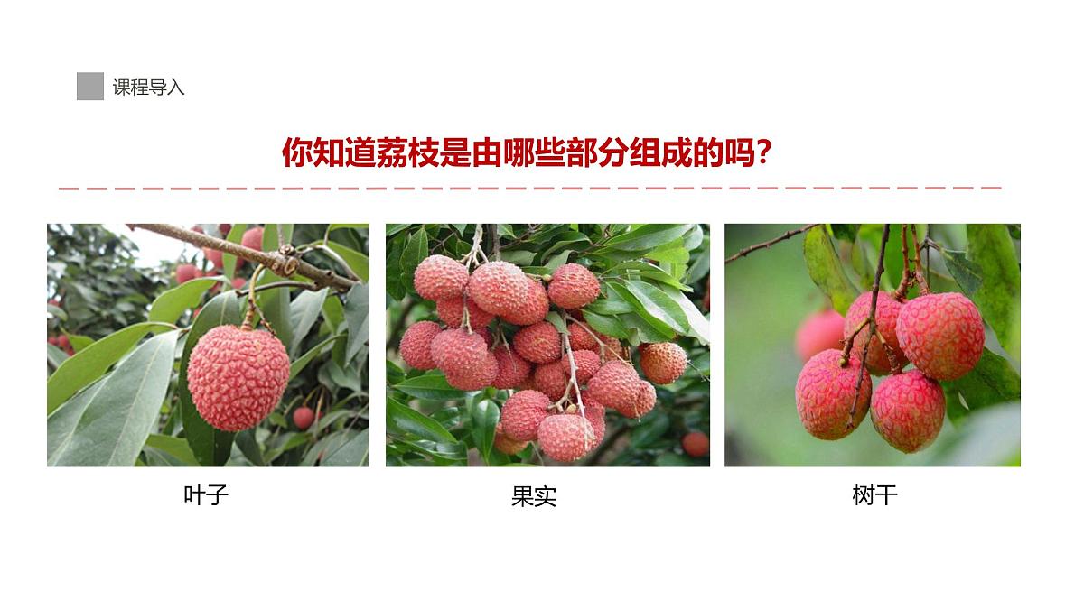 学前教育大班《荔枝熟了》课件第7页