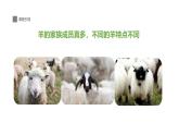 學(xué)前教育大班《羊咩咩》課件