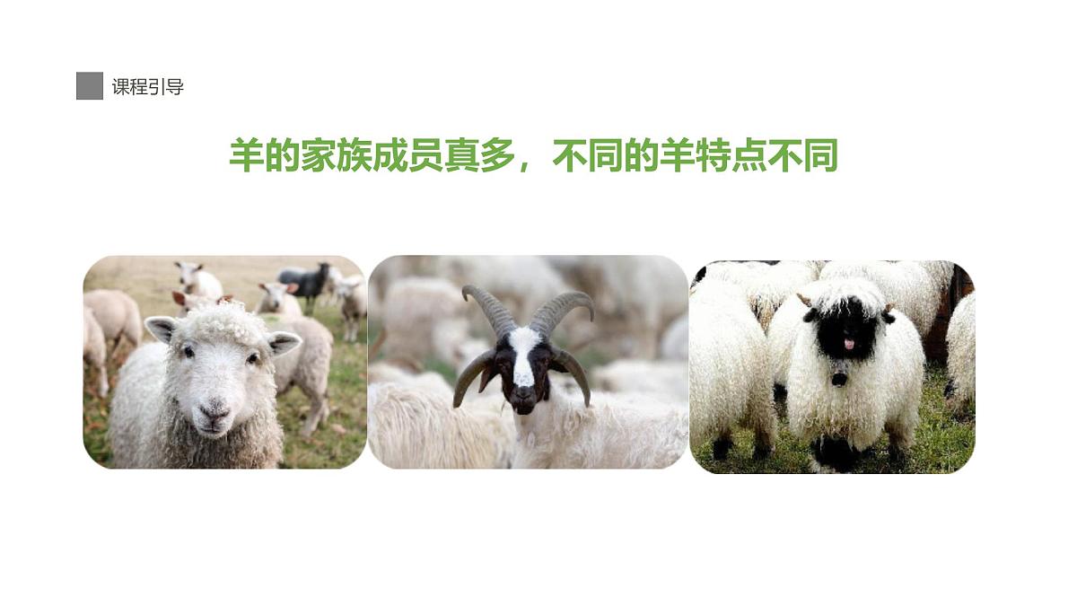 学前教育大班《羊咩咩》课件第4页
