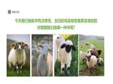學(xué)前教育大班《羊咩咩》課件