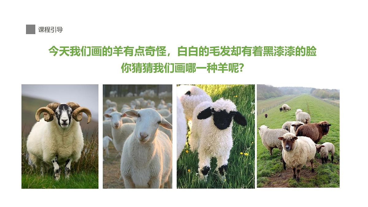 学前教育大班《羊咩咩》课件第5页