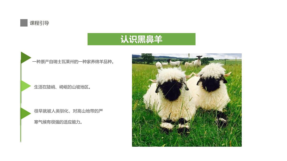 学前教育大班《羊咩咩》课件第6页