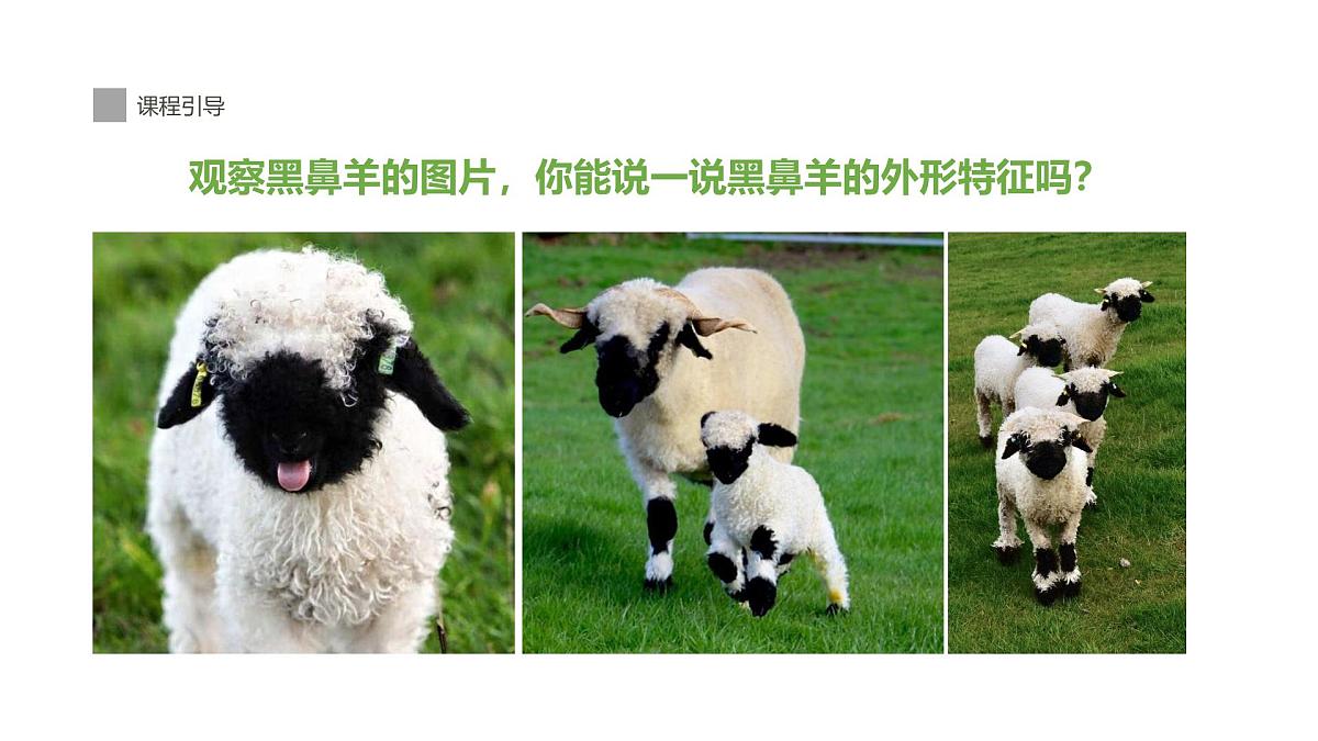 学前教育大班《羊咩咩》课件第7页