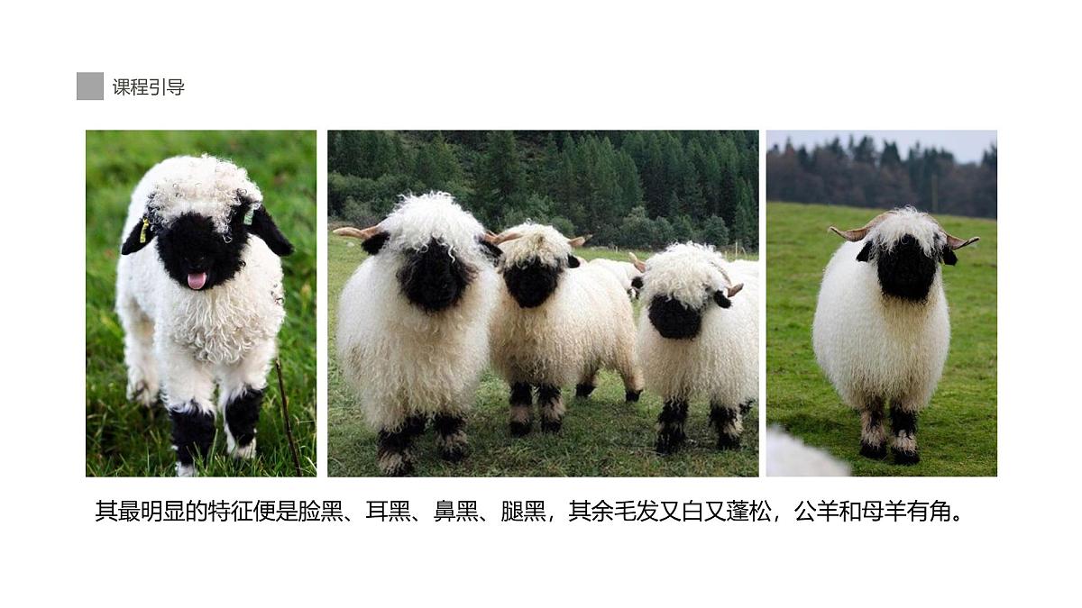 学前教育大班《羊咩咩》课件第8页