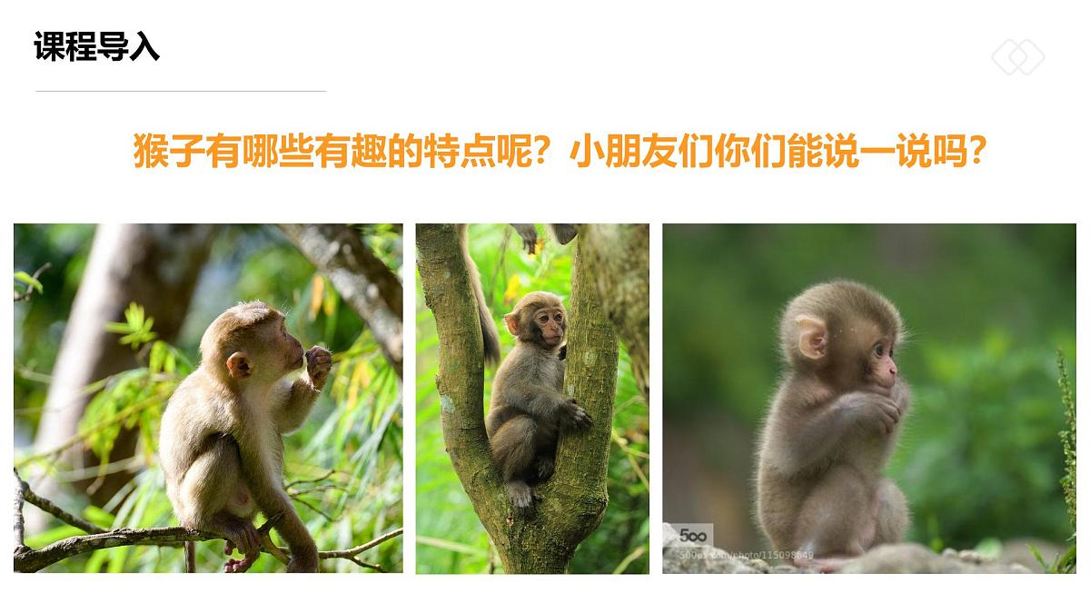 学前教育大班《丛林中的小猴子》课件第6页