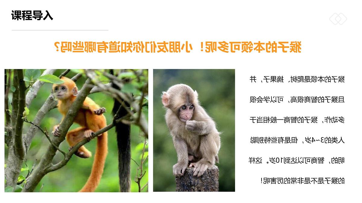 学前教育大班《丛林中的小猴子》课件第7页