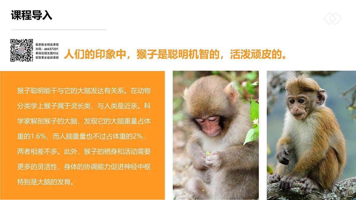 学前教育大班《丛林中的小猴子》课件第8页