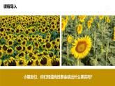 學(xué)前教育大班《一袋葵花籽》課件