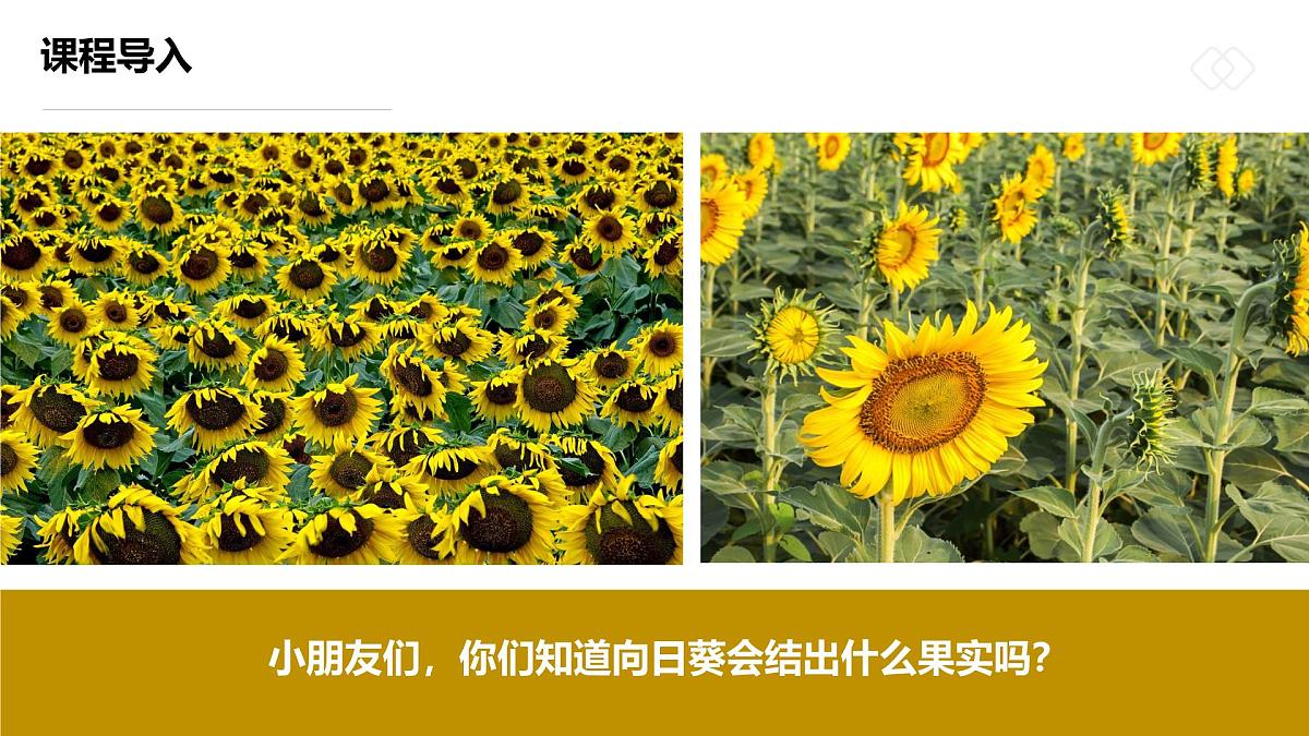 学前教育大班《一袋葵花籽》课件第4页