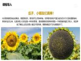 學(xué)前教育大班《一袋葵花籽》課件