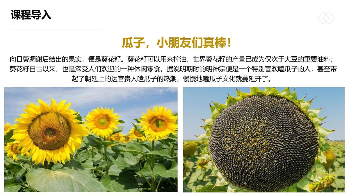 学前教育大班《一袋葵花籽》课件第5页