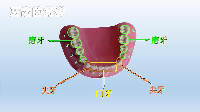 爱牙护牙,从我做起PPT课件PPT第4页