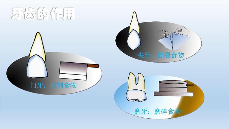 爱牙护牙,从我做起PPT课件PPT第5页