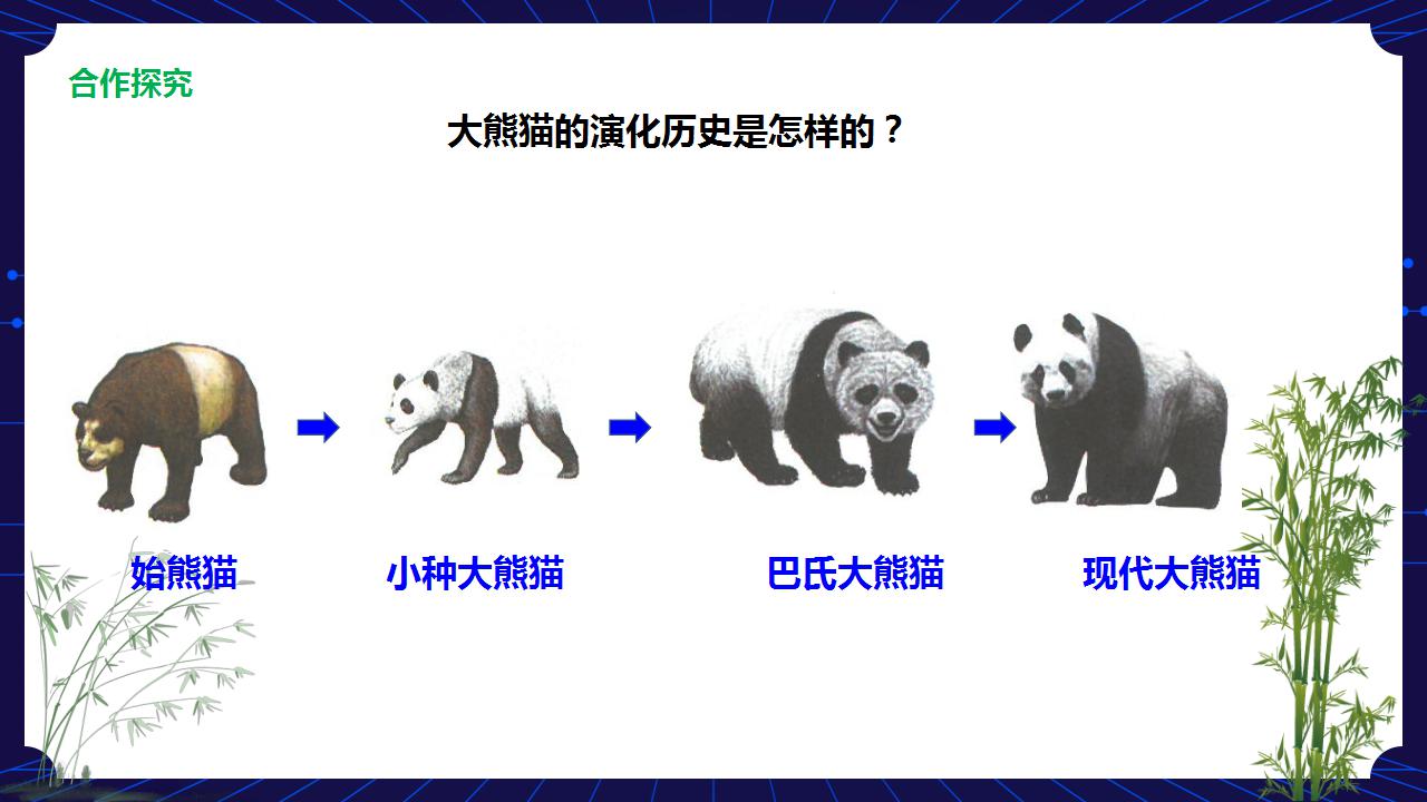 熊猫演化史图片