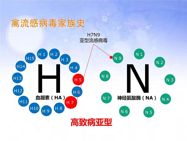 班会课件推荐-关注健康预防禽流感07