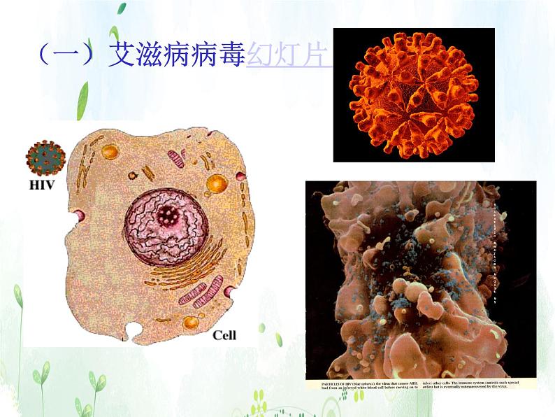 班会课件推荐-艾滋病基本知识B第7页