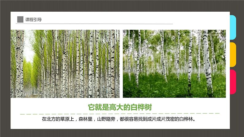 小学课后服务美术社团活动课件《秋日白桦林》第6页