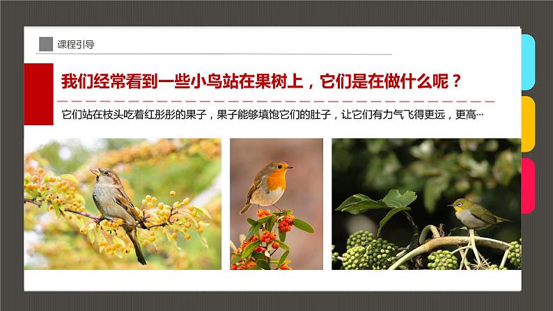 小学课后服务美术社团活动课件《枝头上的小鸟》06