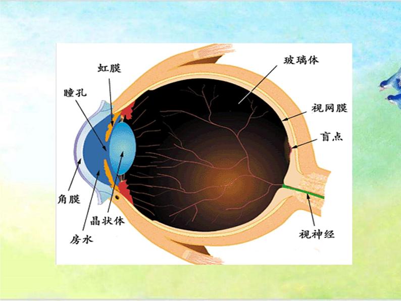 人教川教版三年级上册 生命 生态 安全 第8课 呵护我们的眼睛 课件PPT05