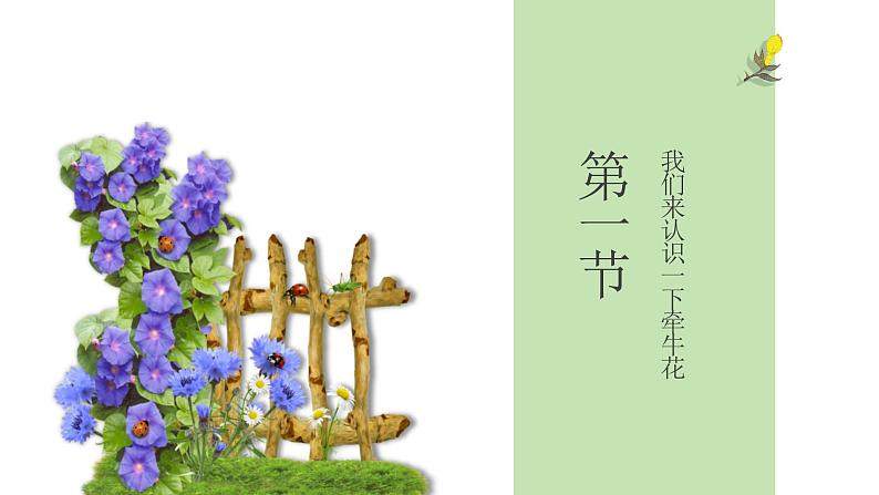 牵牛花课件课后服务 美术社团活动第3页