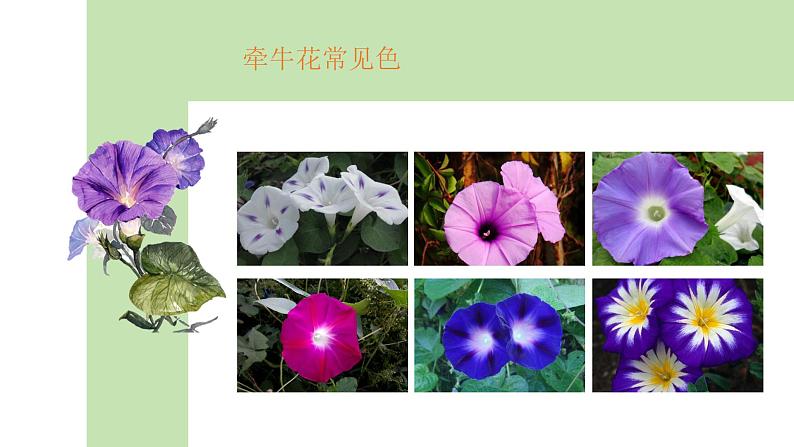 牵牛花课件课后服务 美术社团活动第7页