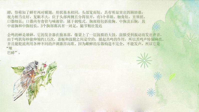 树枝上的蝉课件课后服务 美术社团活动04