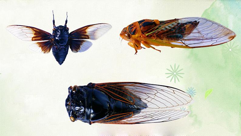 树枝上的蝉课件课后服务 美术社团活动05