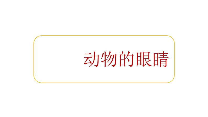 4《动物的眼睛》课件课后服务 美术社团活动第1页