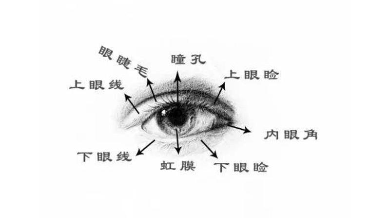 4《动物的眼睛》课件课后服务 美术社团活动第8页