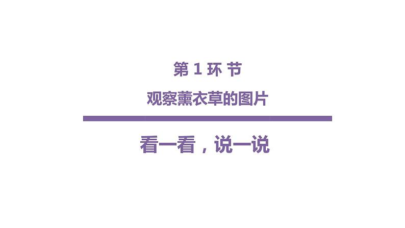 3《薰衣草》课件课后服务 美术社团活动第5页