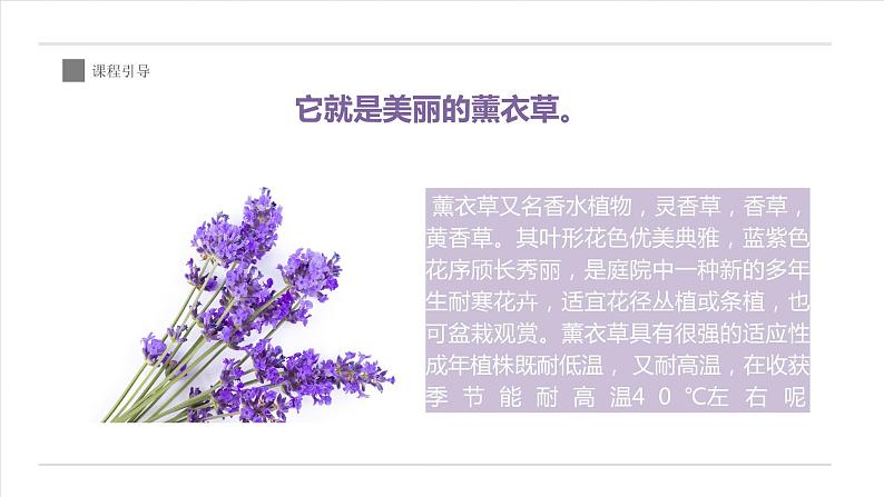 3《薰衣草》课件课后服务 美术社团活动第7页