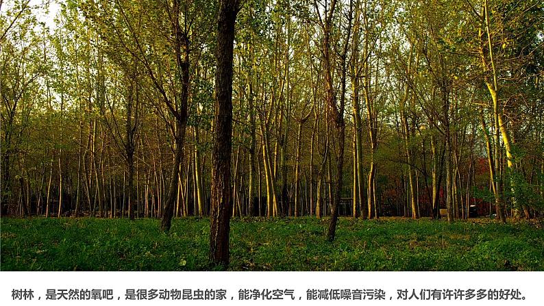 3 《白桦林》课件课后服务 美术社团活动第3页