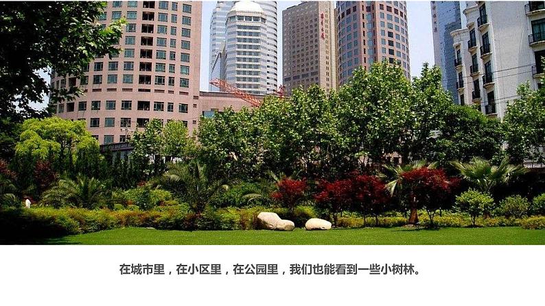 3 《白桦林》课件课后服务 美术社团活动第4页