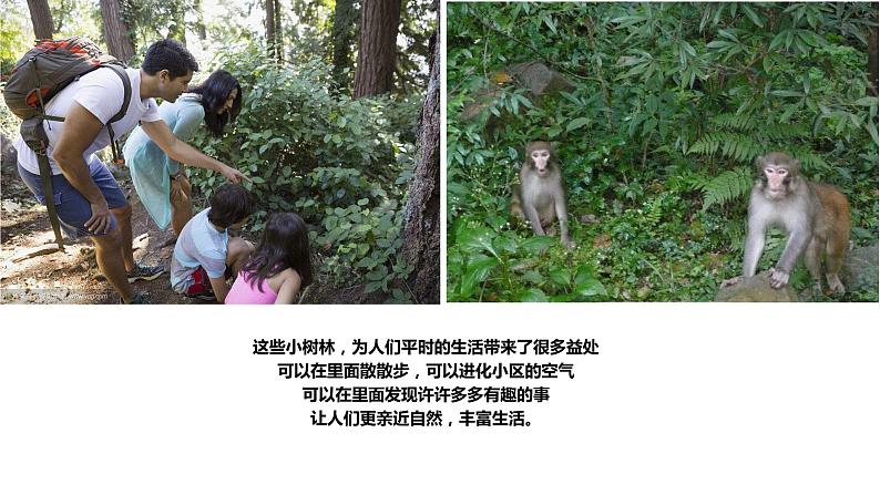 3 《白桦林》课件课后服务 美术社团活动第5页